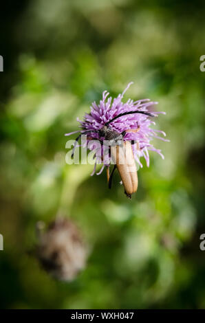 Cerambycidae, Cirsium muticum, macro of a longhorn beetle on a swamp thistle flowering plant Stock Photo