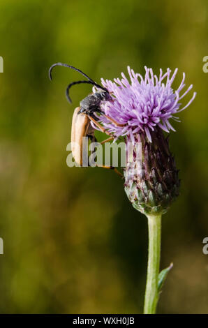 Cerambycidae, Cirsium muticum, macro of a longhorn beetle on a swamp thistle flowering plant Stock Photo