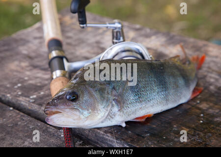 Freshwater perch and fishing rod with reel lying on vintage wooden  background. Fishing concept, trophy catch - big freshwater perch fish just  taken fr Stock Photo - Alamy