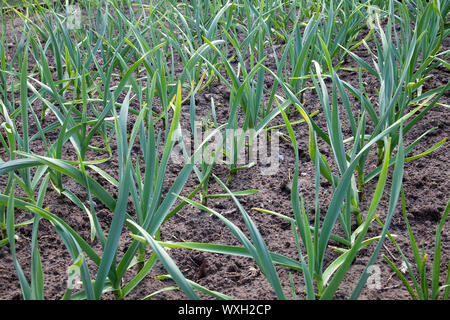 harvest superpowered organic garden soil