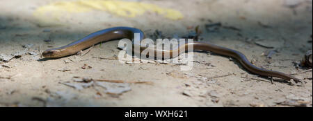 Slow Worm lies and crawls on forest sand in full body length Stock Photo