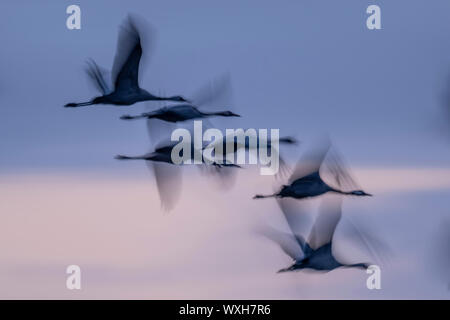 Common Crane (Grus grus). Six birds in flight, silhouetted against the evening sky. Germany Stock Photo