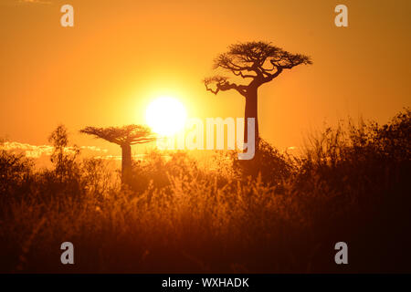 Two Giant baobab trees (Adansonia Grandidieri) at sunset with the sun behind.  Belo sur Mer, Morondava, Madagascar Stock Photo