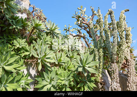 Aloe and big cactus plants in a sunny summer day, clear blue sky on mediterranean coast Stock Photo