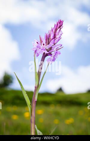 An image of a wild orchid at Beatenberg Switzerland Stock Photo
