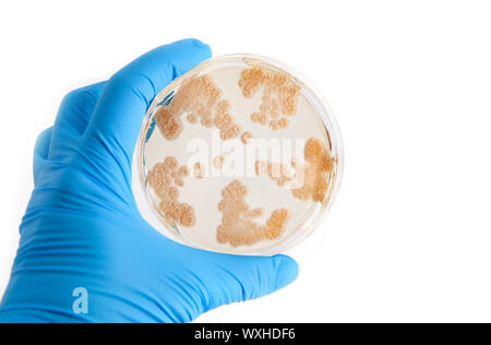 fungi grow on agar plate in laboratory Stock Photo