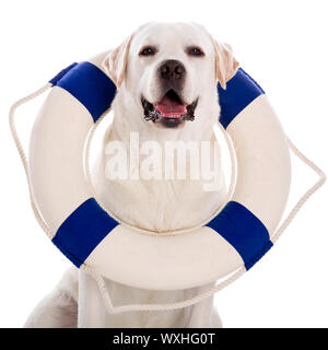 Labrador dog with a sailor buoy Stock Photo