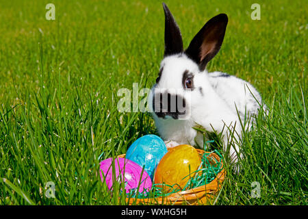 Domestic Rabbit, English Spot in grass beside an Easter nest with colorful eggs. Germany Stock Photo