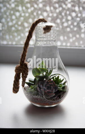 Glass light bulb terrarium with various succulent plants in home interior Stock Photo