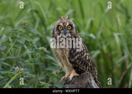 Short-eared Owl (Asio flammeus). Juvenile perched on post. Germany Stock Photo
