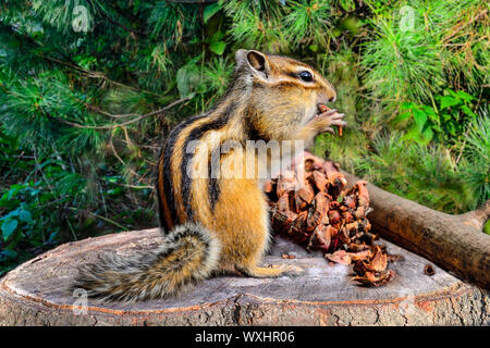 Funny fluffy chipmunk sits on a stump and peels off a pine cone, stuffs its cheeks with pine nuts, harvesting food for the winter. Chipmunk close up, Stock Photo