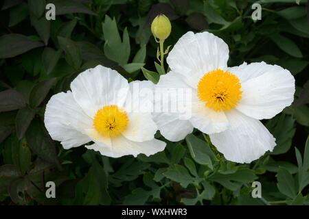 Romneya coulteri Californian Tree poppy poppies crinkled pure white petals  and deep yellow stamens Stock Photo