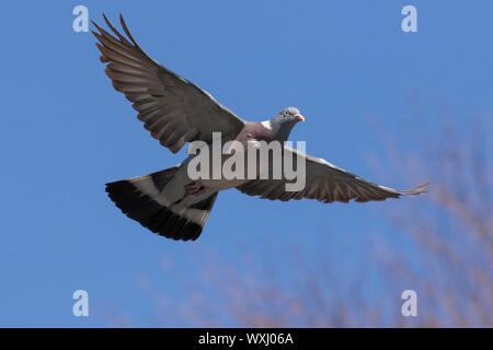 Wood Pigeon (Columba palumbus), adult in flight. Germany Stock Photo