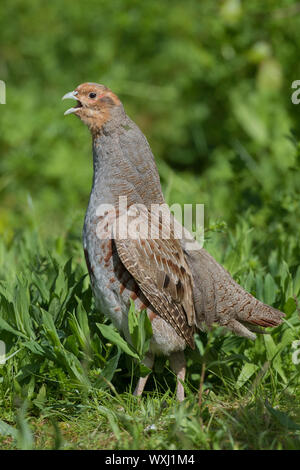 Grey Partridge (Perdix perdix). Male calling, Germany Stock Photo