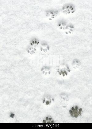 Cat footprints in the snow Stock Photo