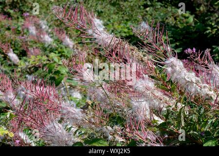 Rosebay willow herb seed heads Chamaeneiron angustifolium Stock Photo