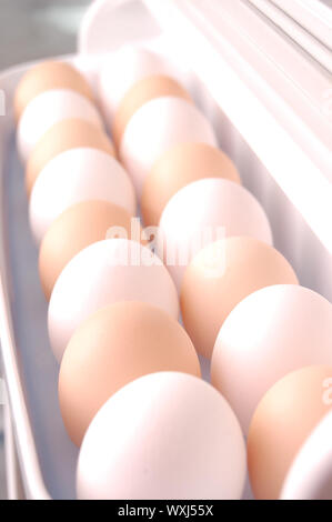 two rows of eggs in refrigerator Stock Photo