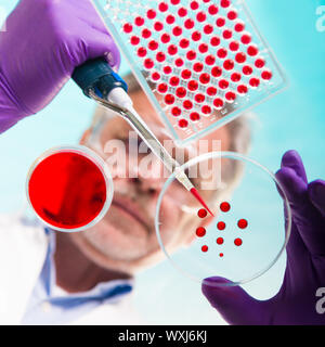 Focused senior life science professional pipetting solution into the pettri dish.  Lens focus on the researcher. Stock Photo