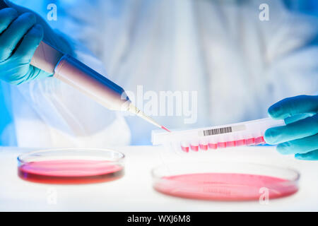 Life science professional pipetting human serum media containing HIV infected cells from petri dish to microtiter plate. High protection degree work. Stock Photo