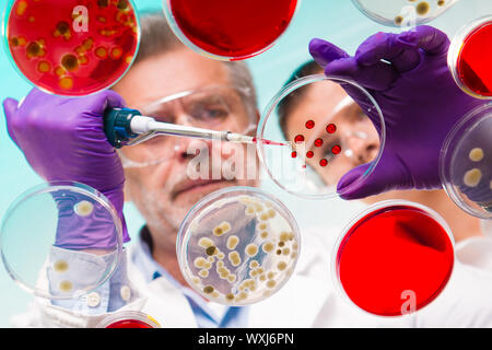 Focused senior life science professional pipetting solution into the pettri dish.  Lens focus on the red droplets on the glass. Stock Photo