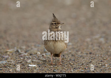 Crested Lark (Galerida cristata) standing on the ground. Germany Stock Photo