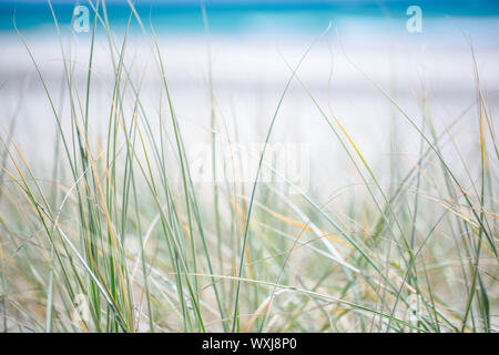 Close-up of sea grass growing on beach, Australia Stock Photo