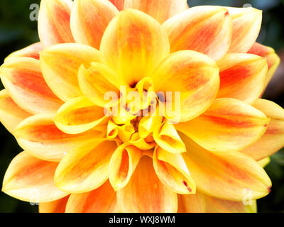 Dahlia Flower, Asteraceae Stock Photo