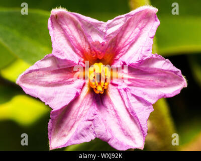 Aubergine flower (Solanum melongena) Stock Photo