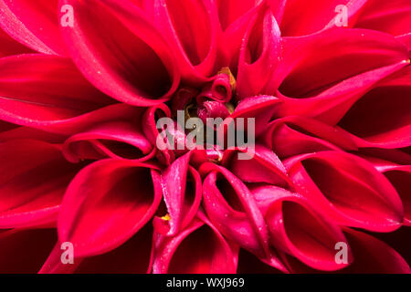 Dahlia Flower, Asteraceae Stock Photo