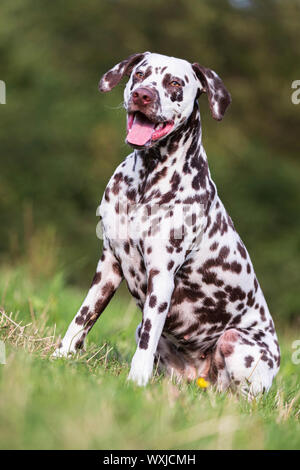 Dalmatian sitting on a meadow. Germany Stock Photo