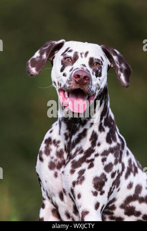 Dalmatian. Portrait of adult. Germany Stock Photo