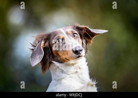 Long-haired Dachshund. Portrait of dapple adult.  Germany