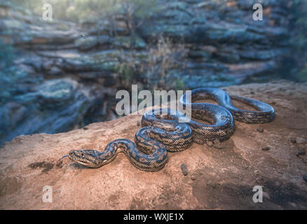 Murray Darling carpet python (Morelia spilota metcalfei) on rocks by a river, Australia Stock Photo