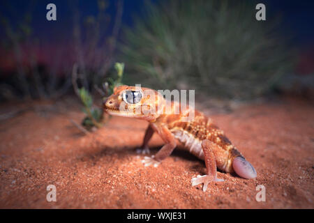 Three-lined knob-tailed gecko (Nephrurus levis) next to spinifex and mallee plants, Australia Stock Photo