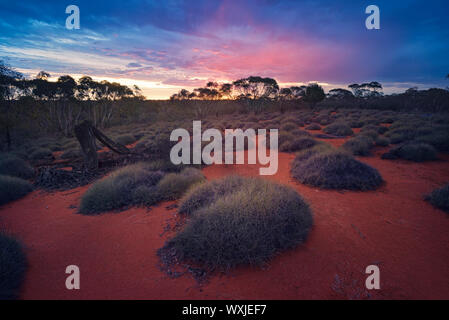 Desert landscape with porcupine grass and mallee, Yathong Nature Reserve, New South Wales, Australia Stock Photo