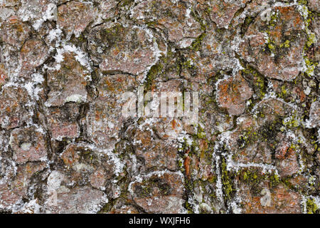 Norway Spruce (Picea abies). Close-of bark, covered in hoarfrost, Switzerland Stock Photo