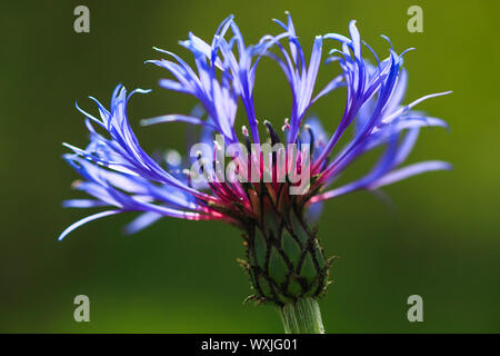 Cornflower (Centaurea cyanus). Single flower. Switzerland Stock Photo