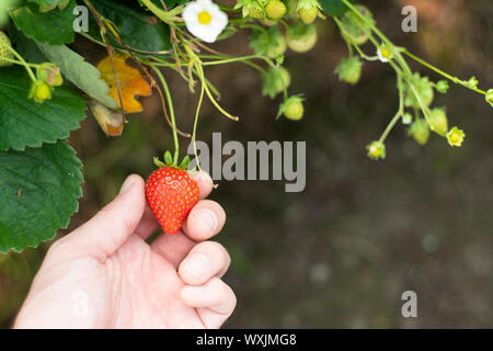 Strawberry picking in Cornwall, UK. Stock Photo
