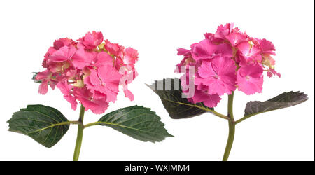 Lacecap Hydrangea (macrophylla normalis) isolated on white background. Stock Photo