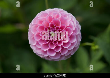 Dahlia Pinnata Stock Photo