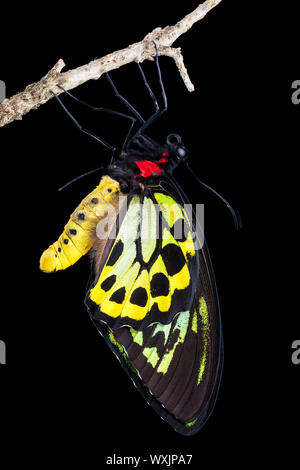 A beautiful male birdwing butterfly hanging from a branch Stock Photo