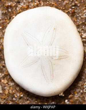 Close-up shot of a white sand dollar shell Stock Photo