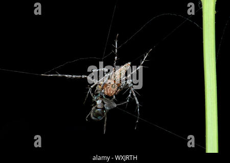 Jumping spider eating an insect, Indonesia Stock Photo