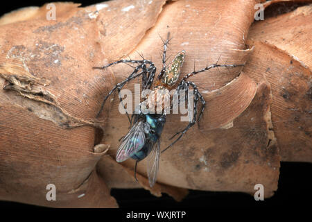 Jumping spider eating an insect, Indonesia Stock Photo