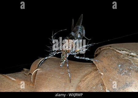 Jumping spider eating an insect, Indonesia Stock Photo
