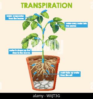 Diagram Showing Transpiration With Plant And Water Illustration Stock 