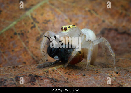 Jumping spider eating an insect, Indonesia Stock Photo