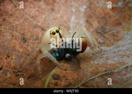 Jumping spider eating an insect, Indonesia Stock Photo