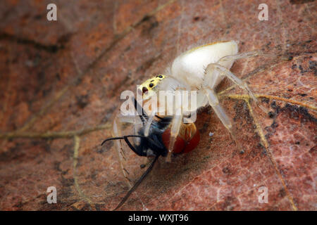 Jumping spider eating an insect, Indonesia Stock Photo
