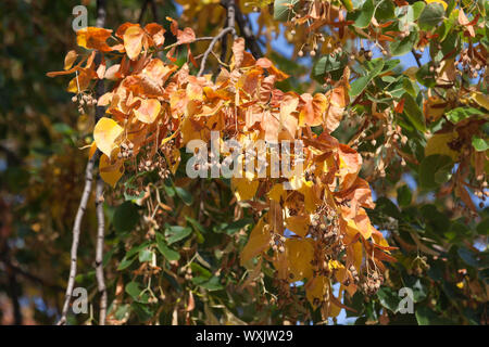 Dried leaves of a deciduous tree in the forest Stock Photo